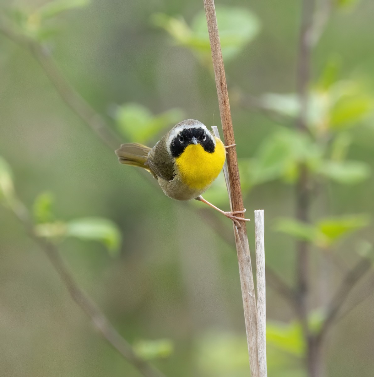Common Yellowthroat - Julie Paquette