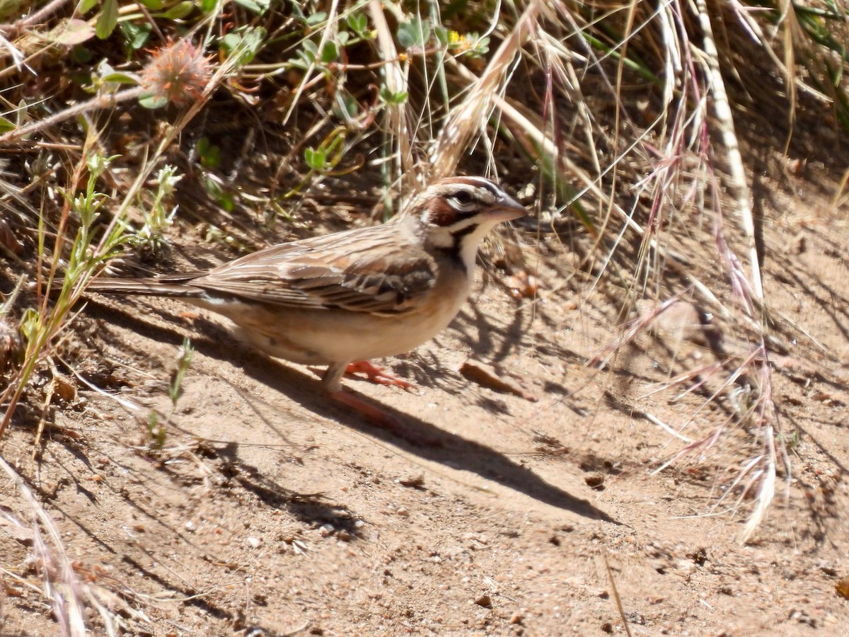 Lark Sparrow - ML619305914