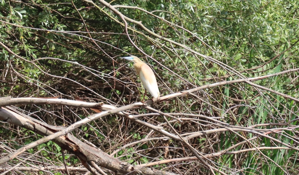 Squacco Heron - Dean Veselinovich