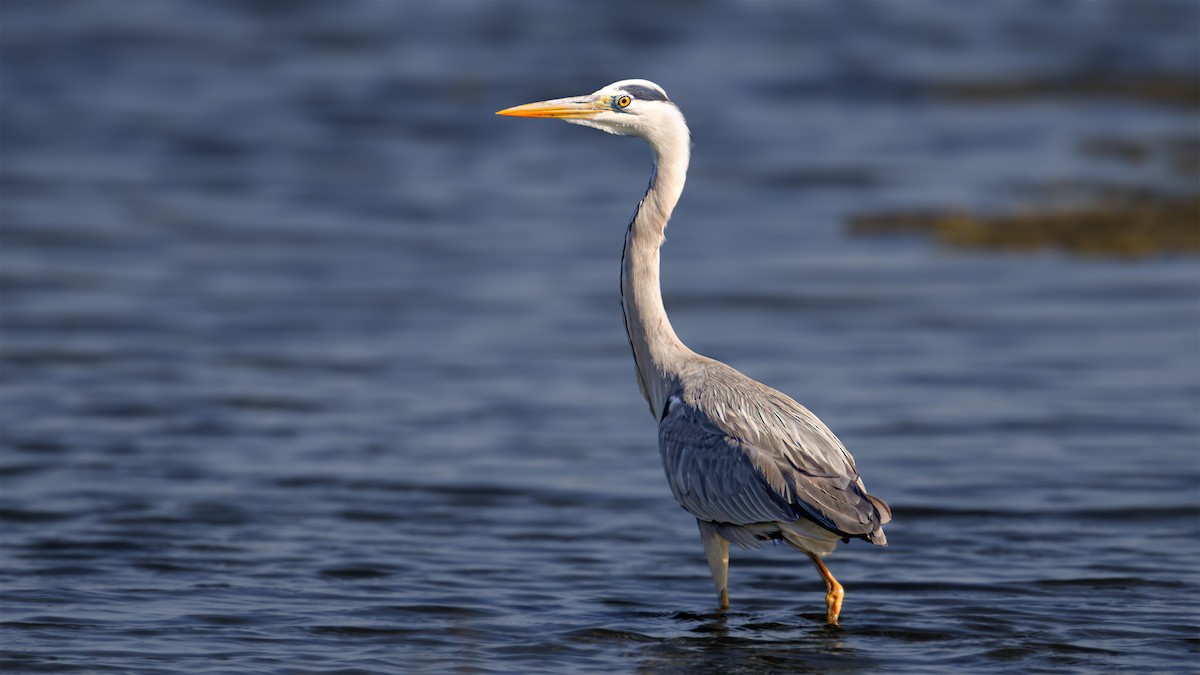 Gray Heron - SONER SABIRLI