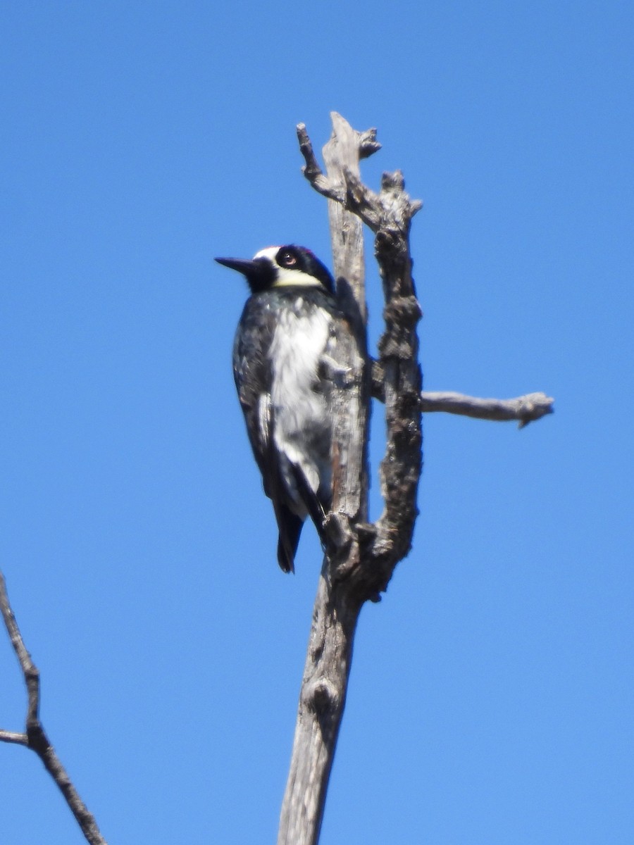 Acorn Woodpecker - ML619306001