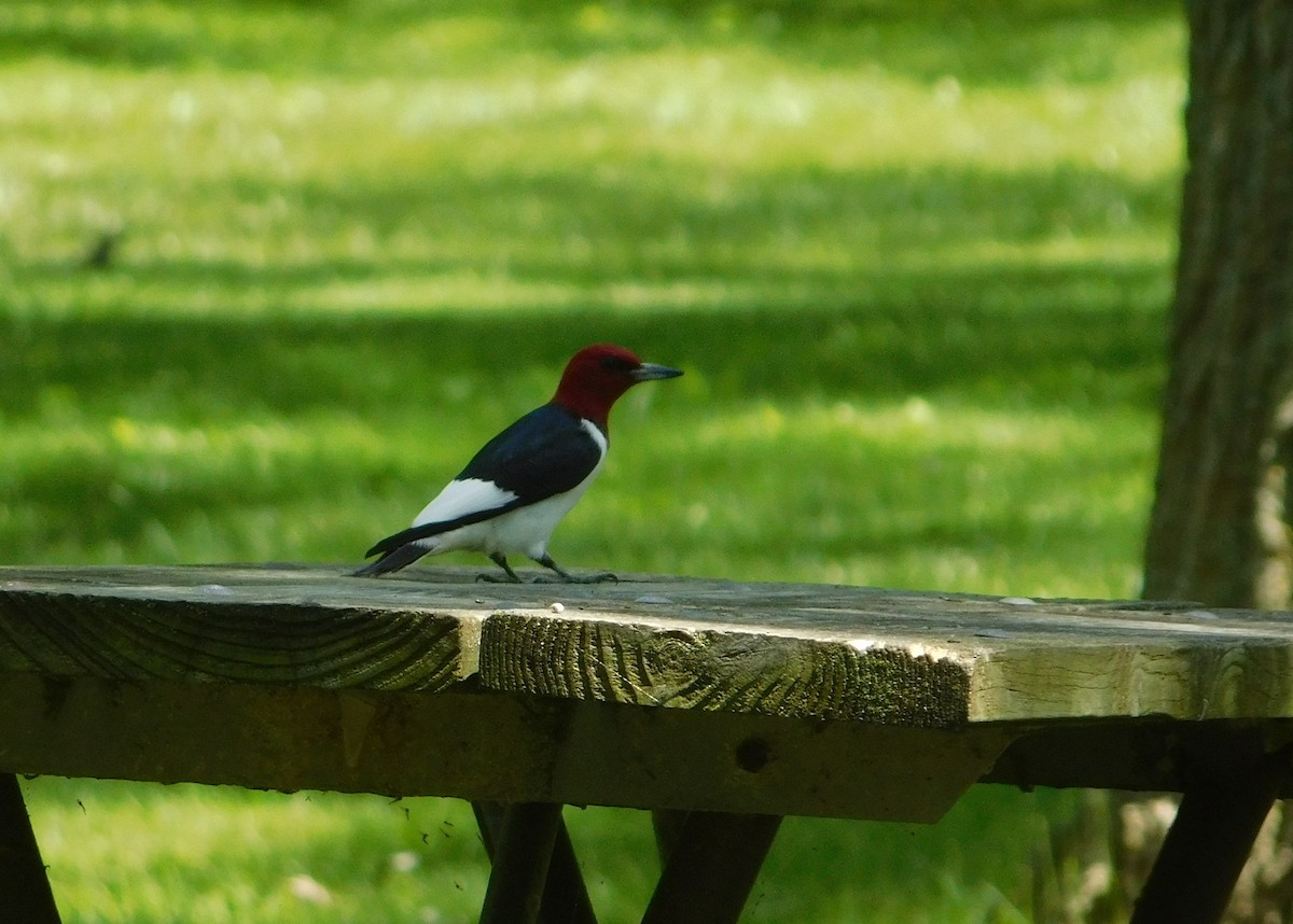 Red-headed Woodpecker - Laurie White