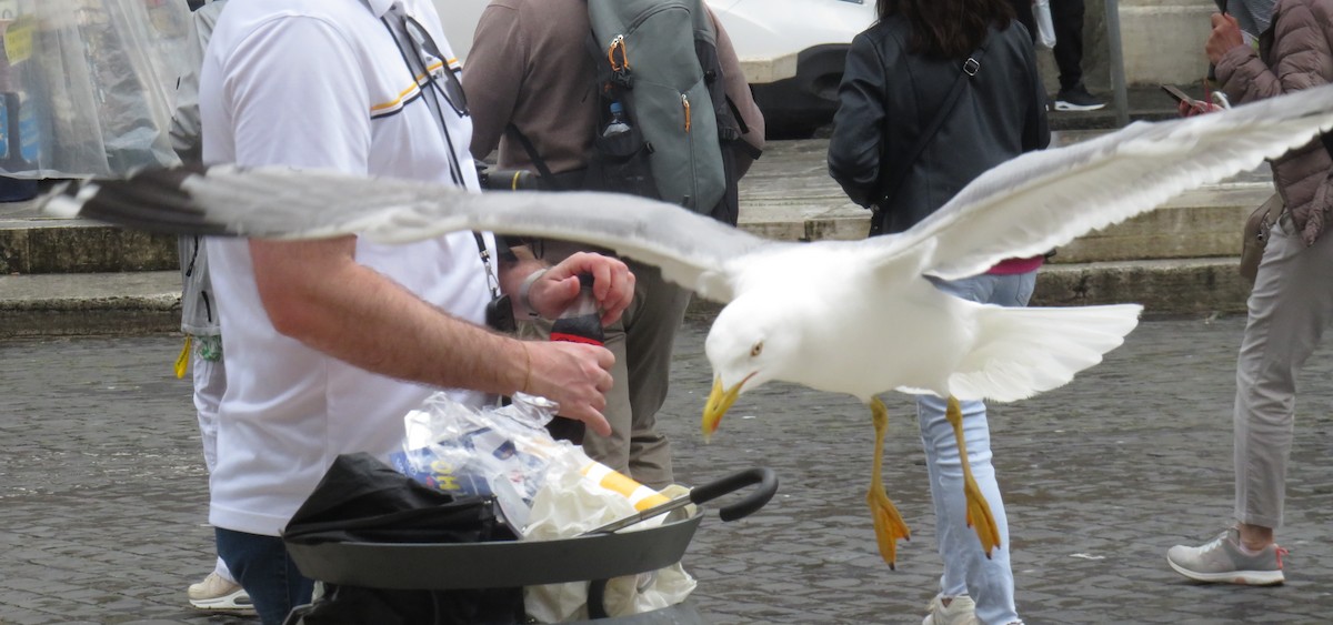 Yellow-legged Gull (michahellis) - Eric Cormier