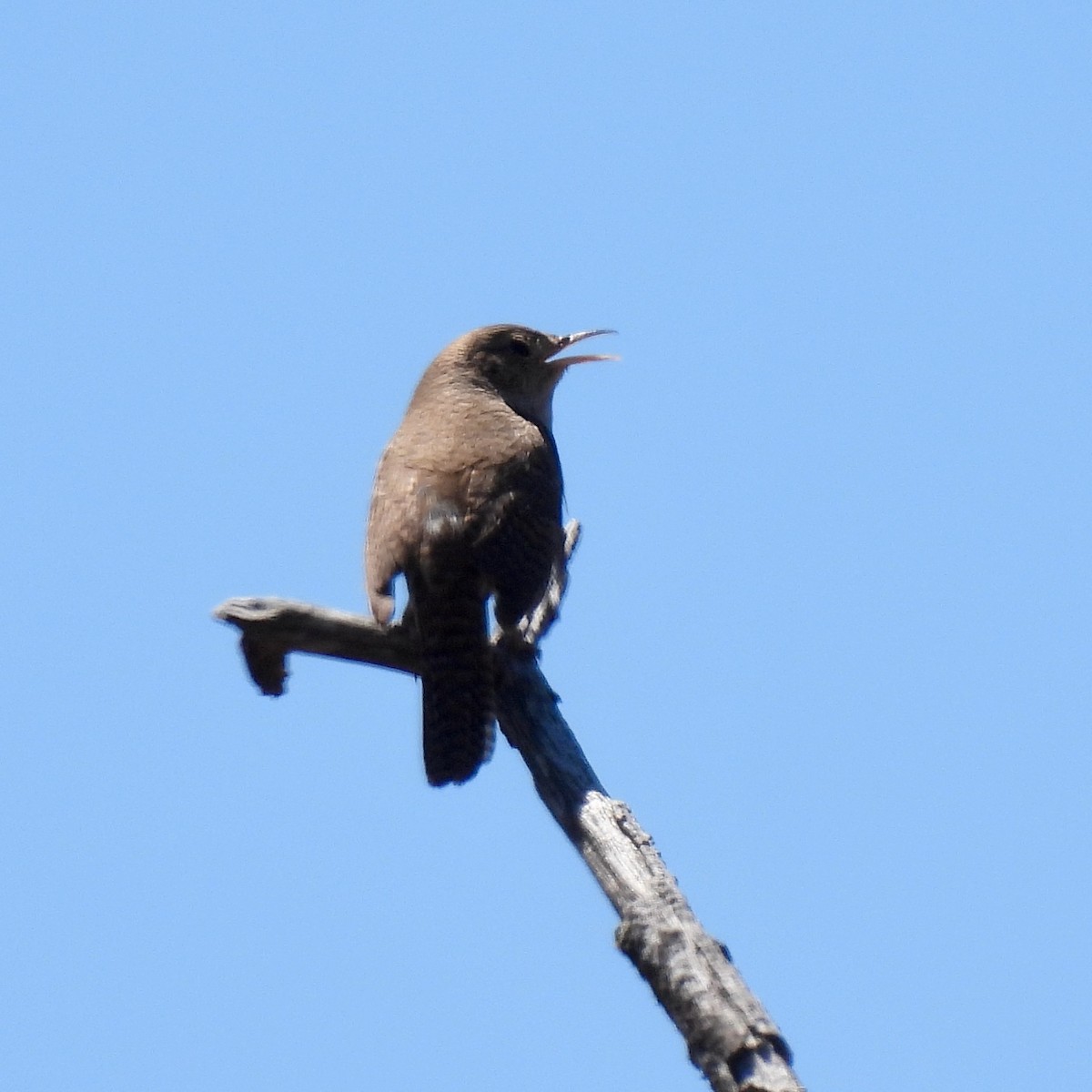 House Wren - ML619306017