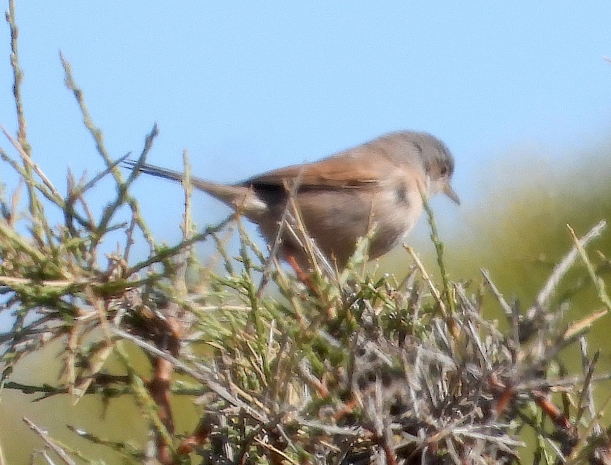 Spectacled Warbler - Antonio Varona Peña