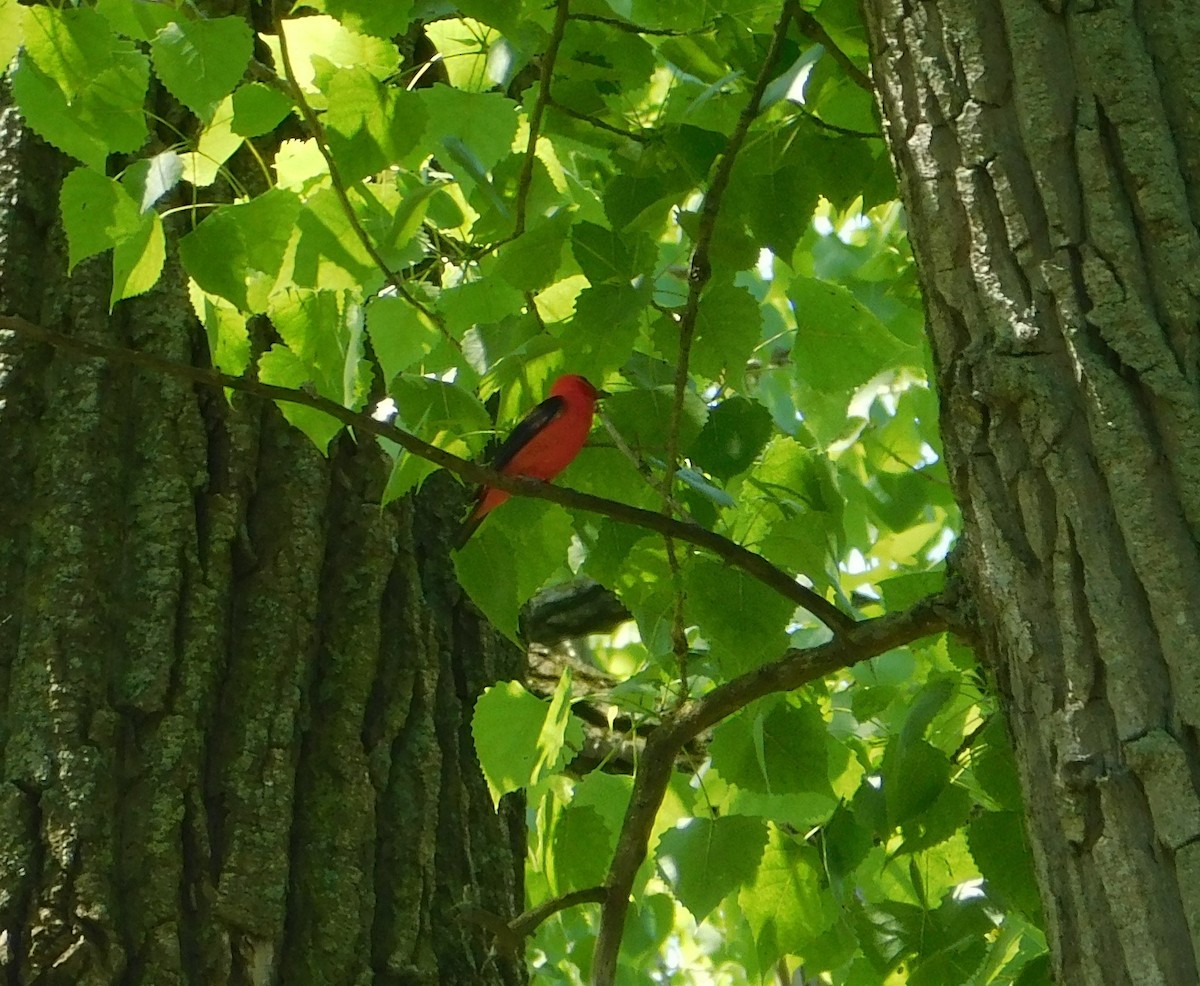 Scarlet Tanager - Laurie White