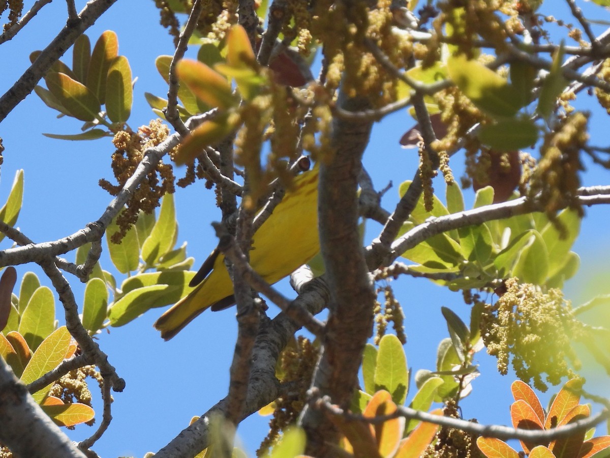 Yellow Warbler - ML619306032
