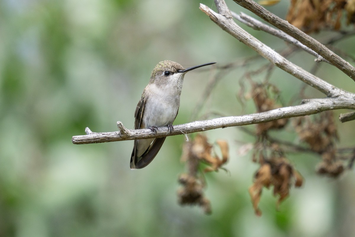 Black-chinned Hummingbird - ML619306070