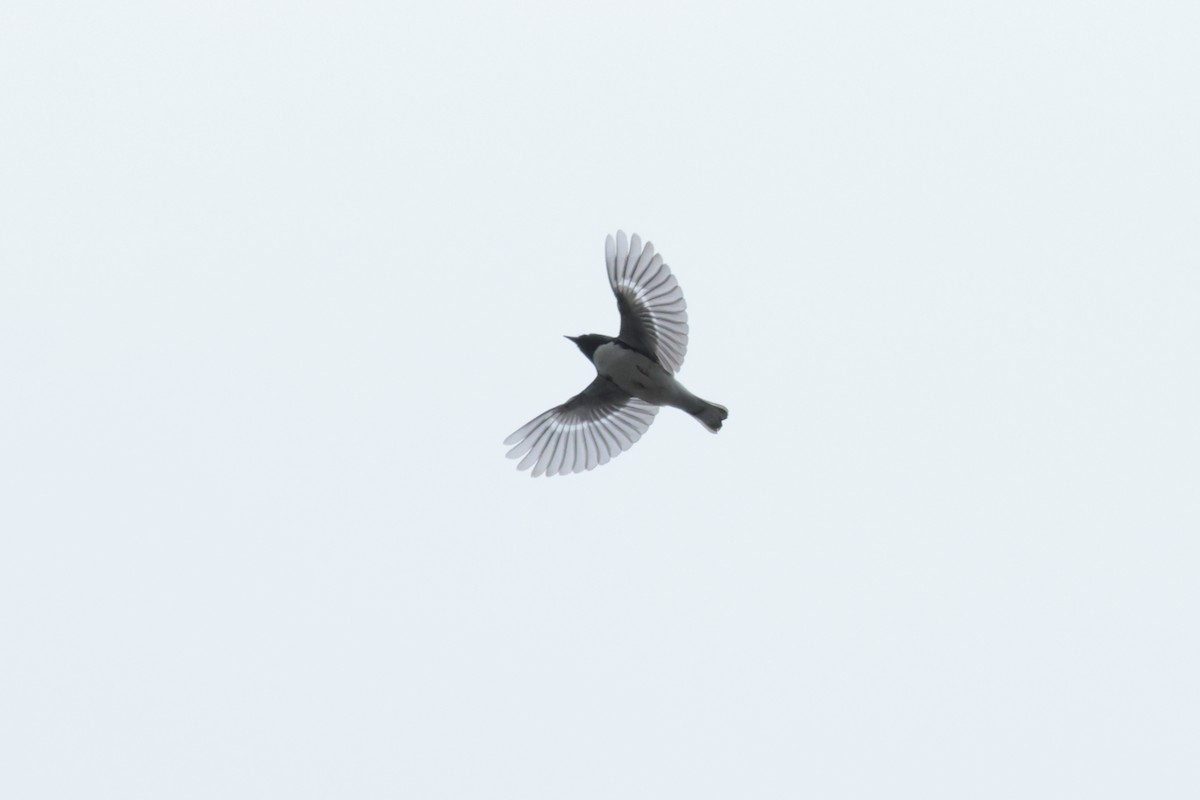 Black-throated Blue Warbler - Robin Besançon