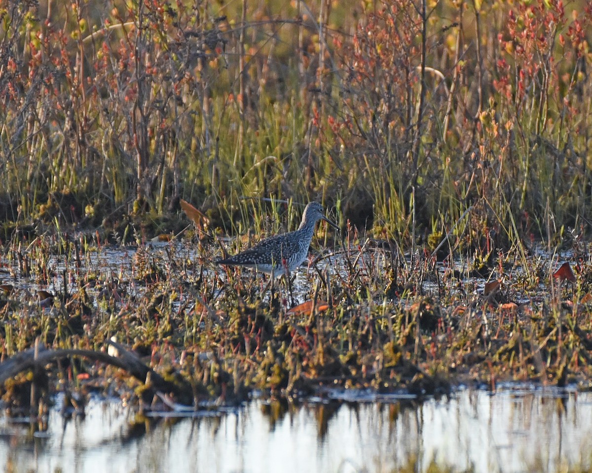 Greater Yellowlegs - Timothy Barry