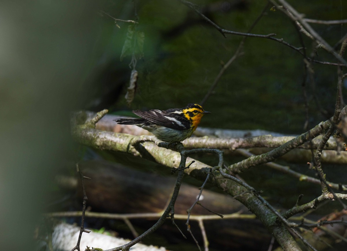 Blackburnian Warbler - Rich Ashcraft