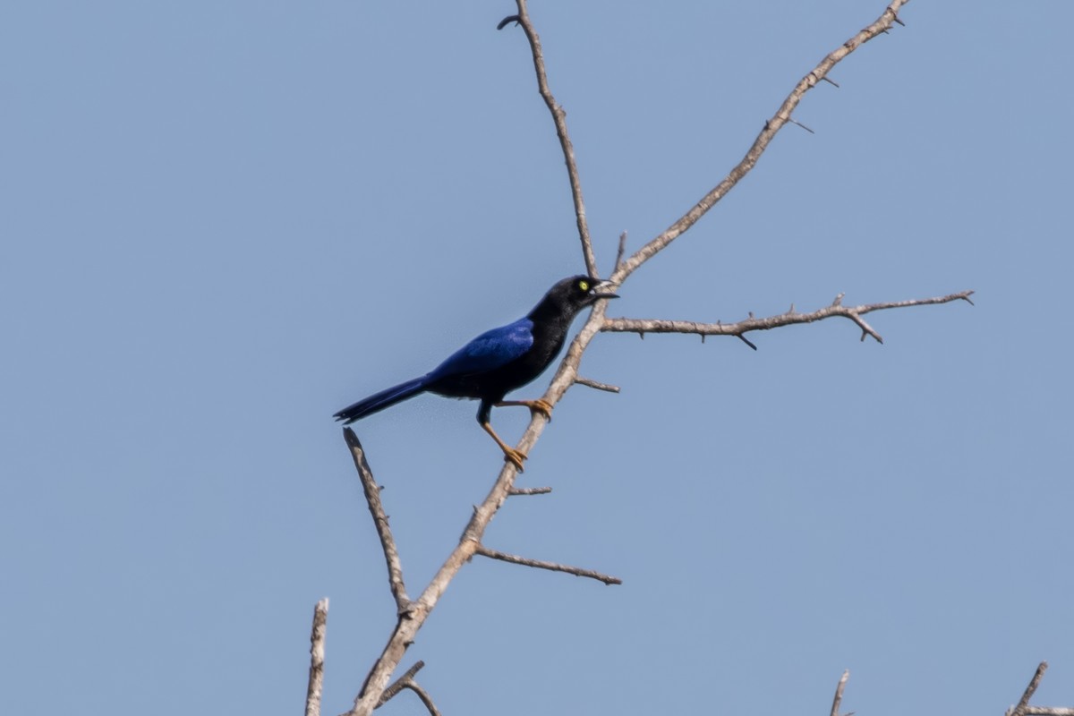 Purplish-backed Jay - ML619306126