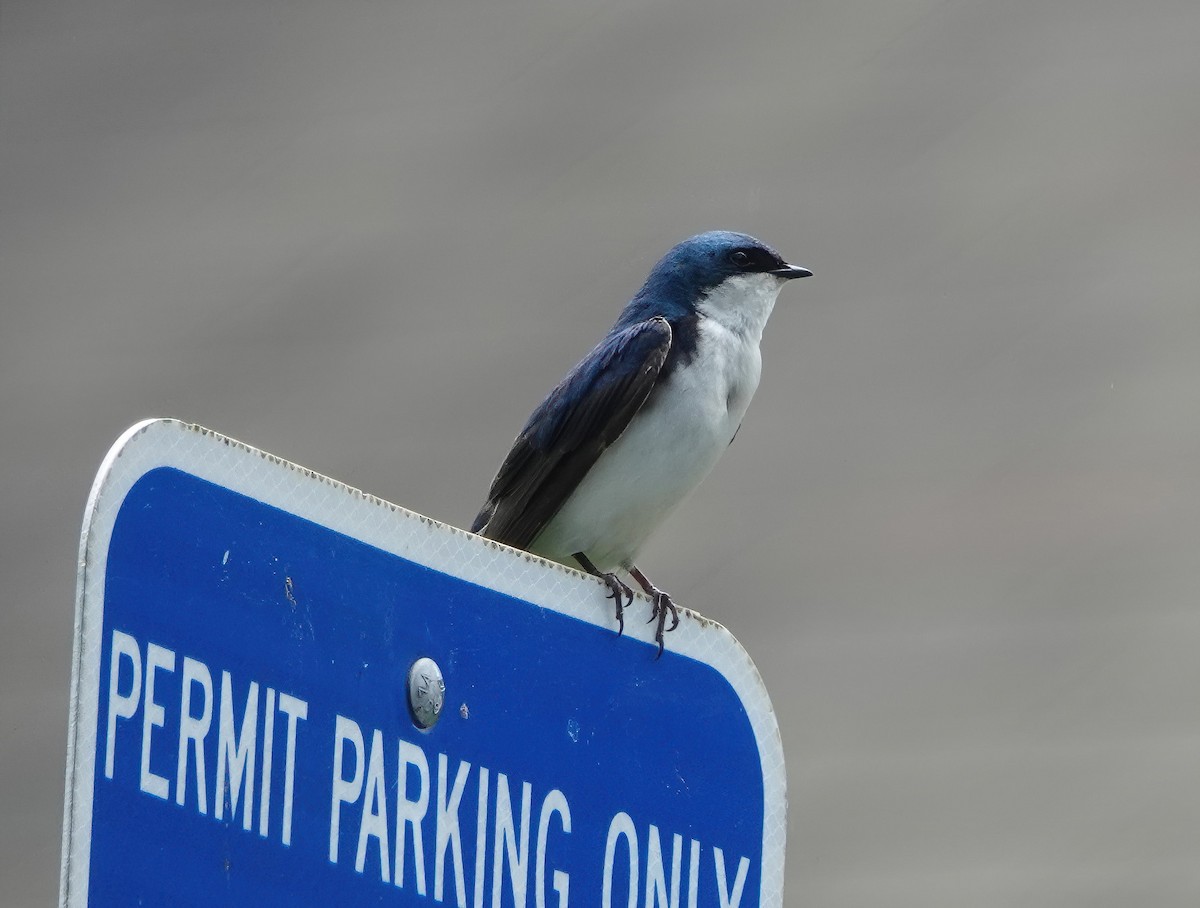 Tree Swallow - Cat McGraw