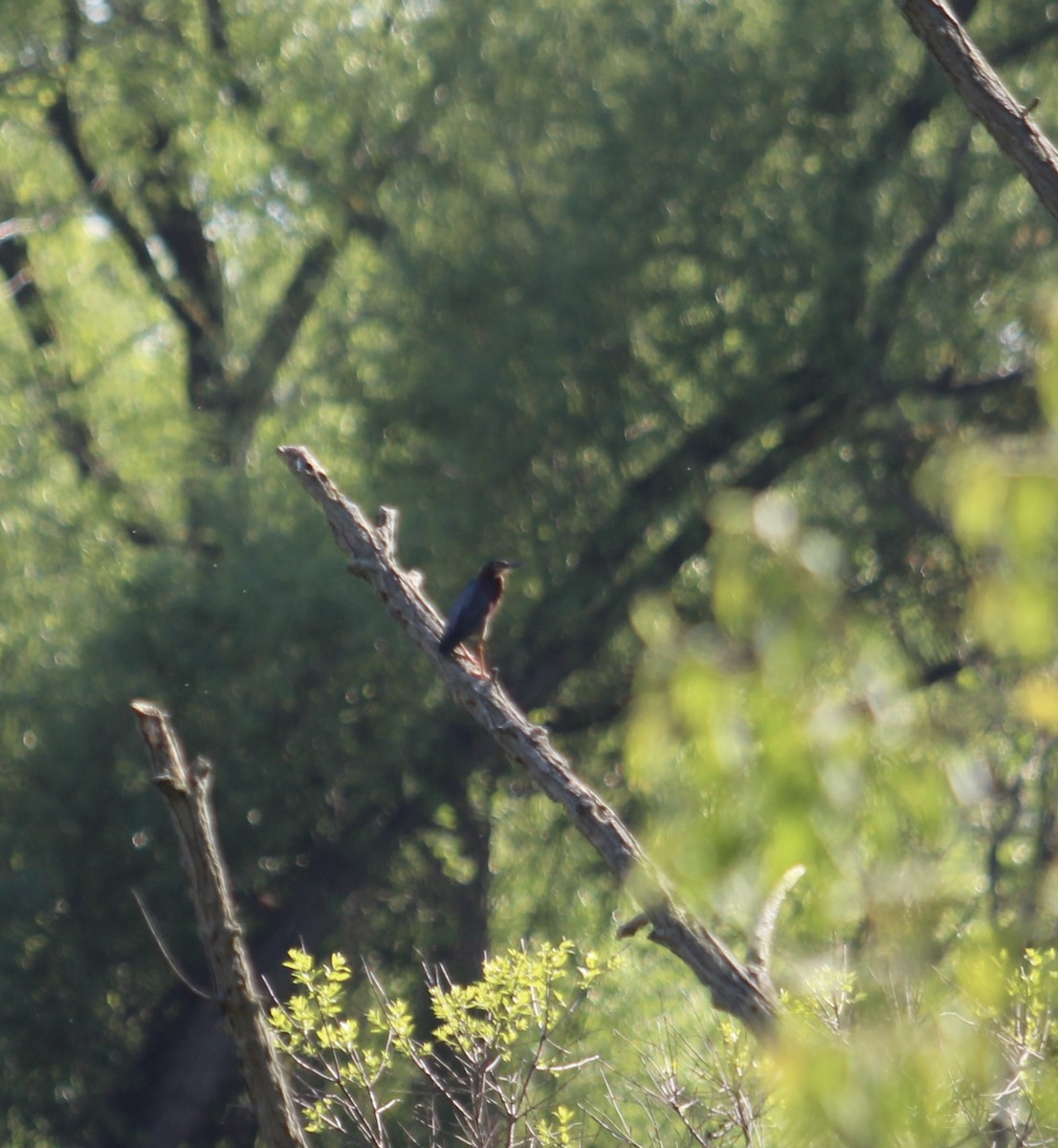 Green Heron - Carrie Patterson