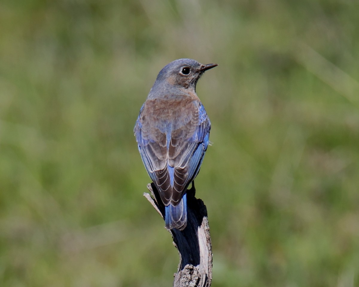 Western Bluebird - Linda Dalton