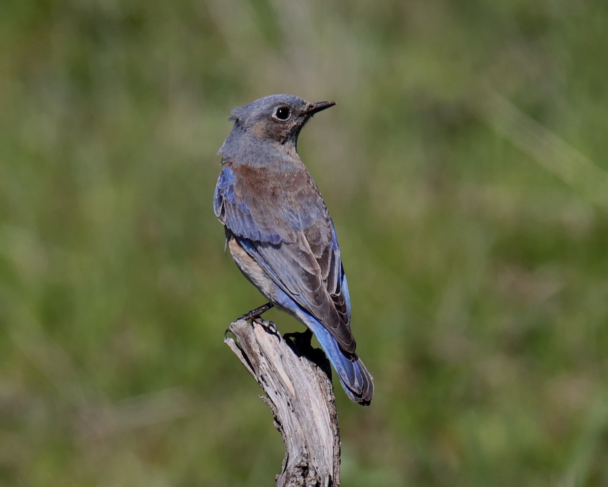 Western Bluebird - Linda Dalton