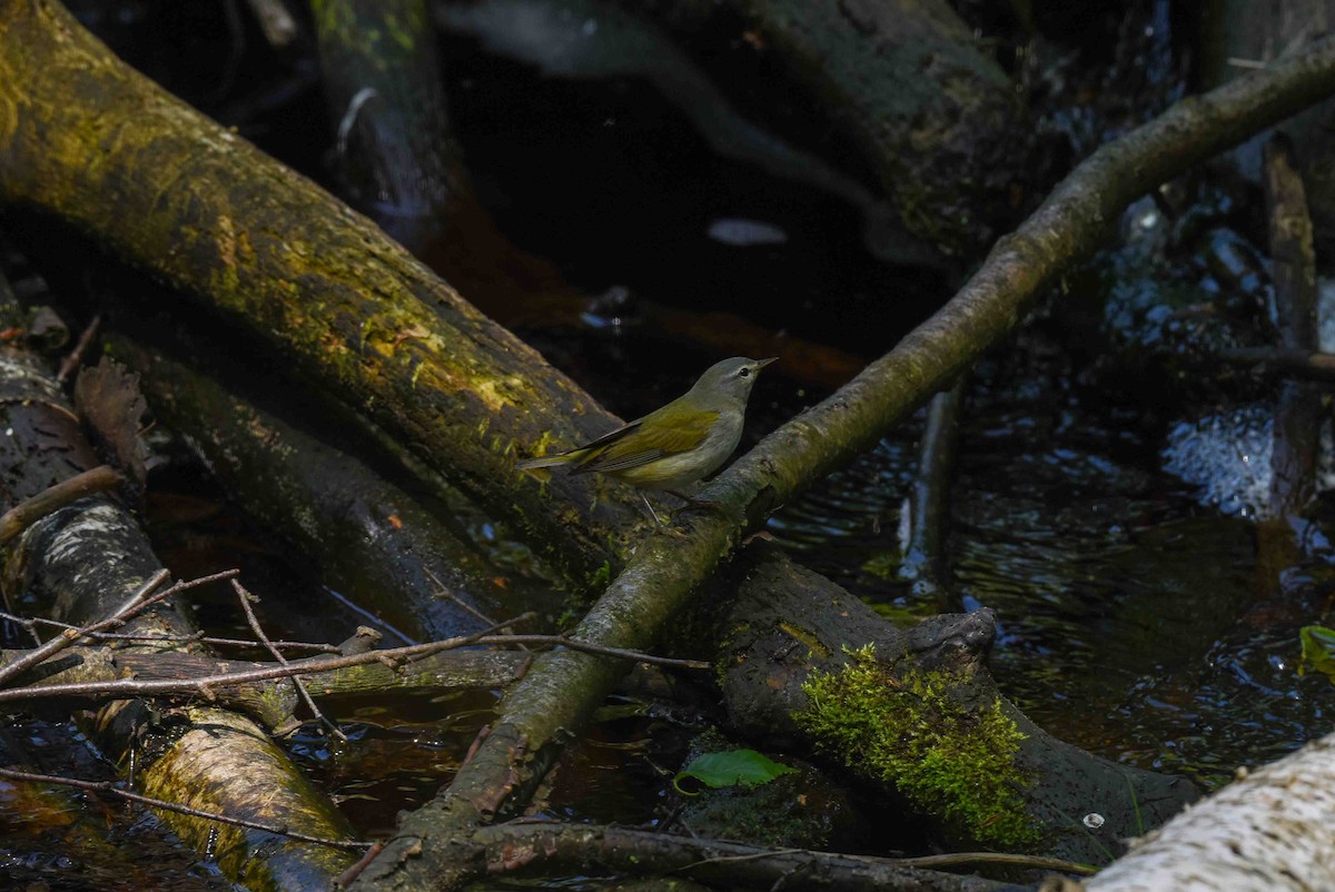 Tennessee Warbler - Rich Ashcraft