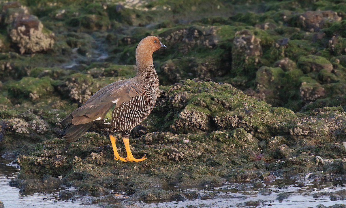 Upland Goose - ML619306143