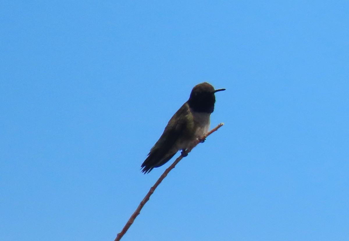 Black-chinned Hummingbird - ML619306150