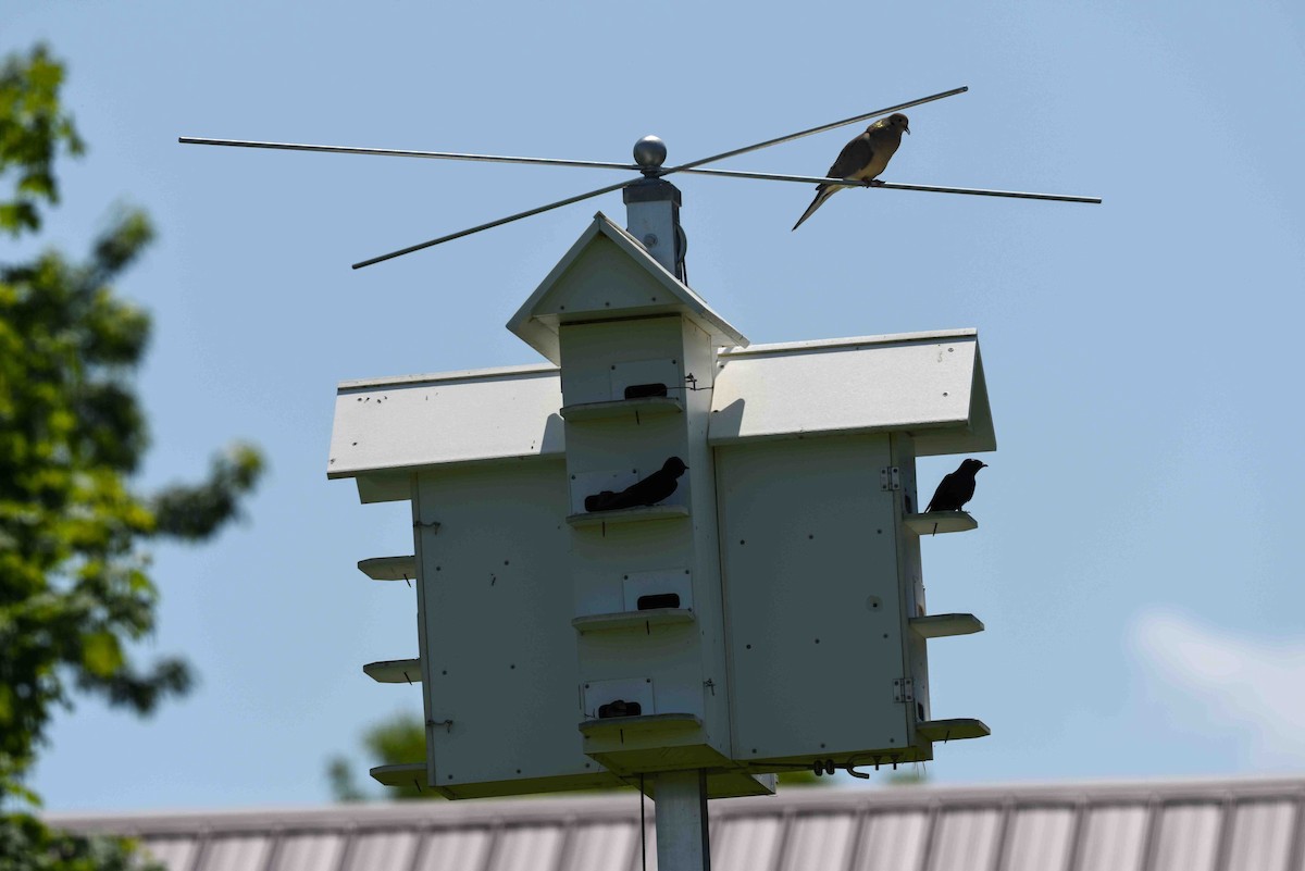 Purple Martin - Rich Ashcraft