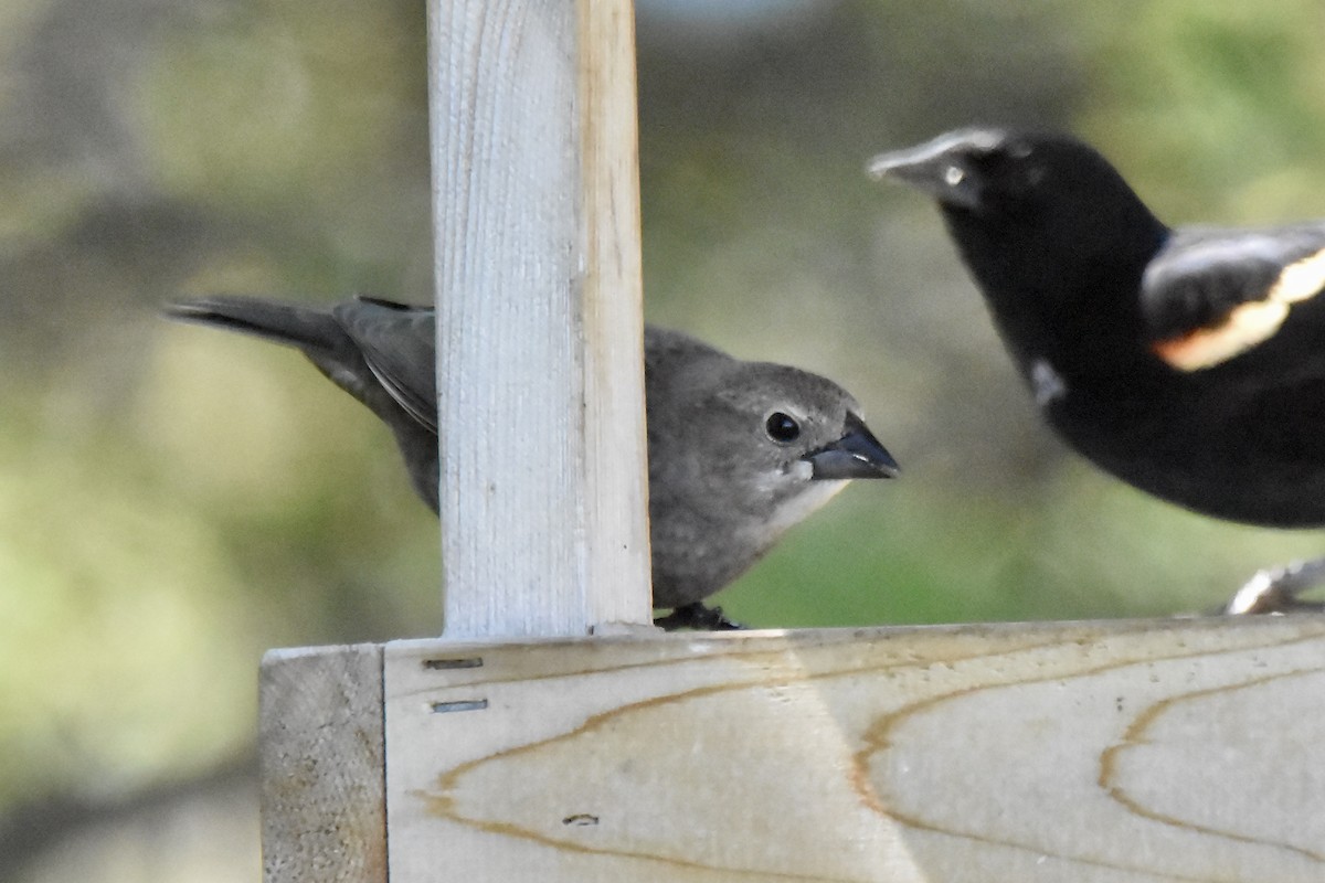 Brown-headed Cowbird - Benoit Goyette