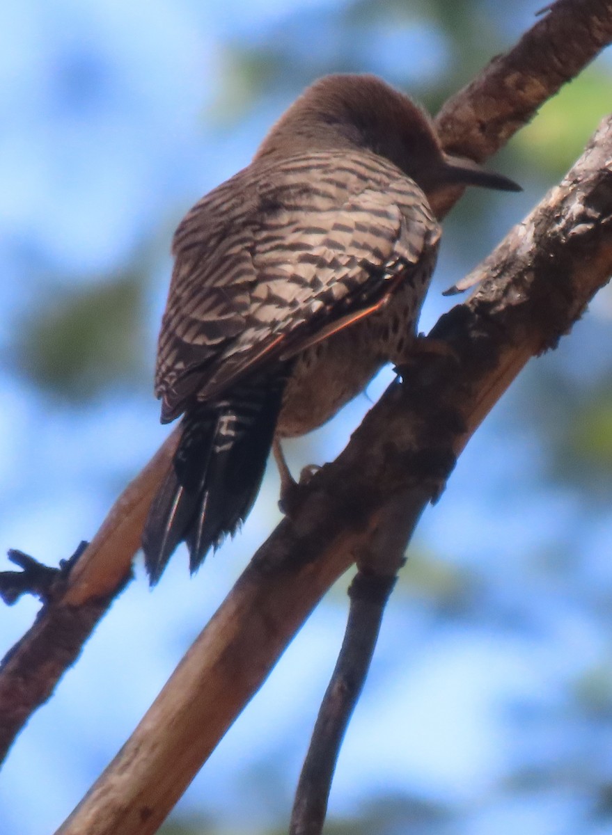 Arizona Woodpecker - Elaine Wagner