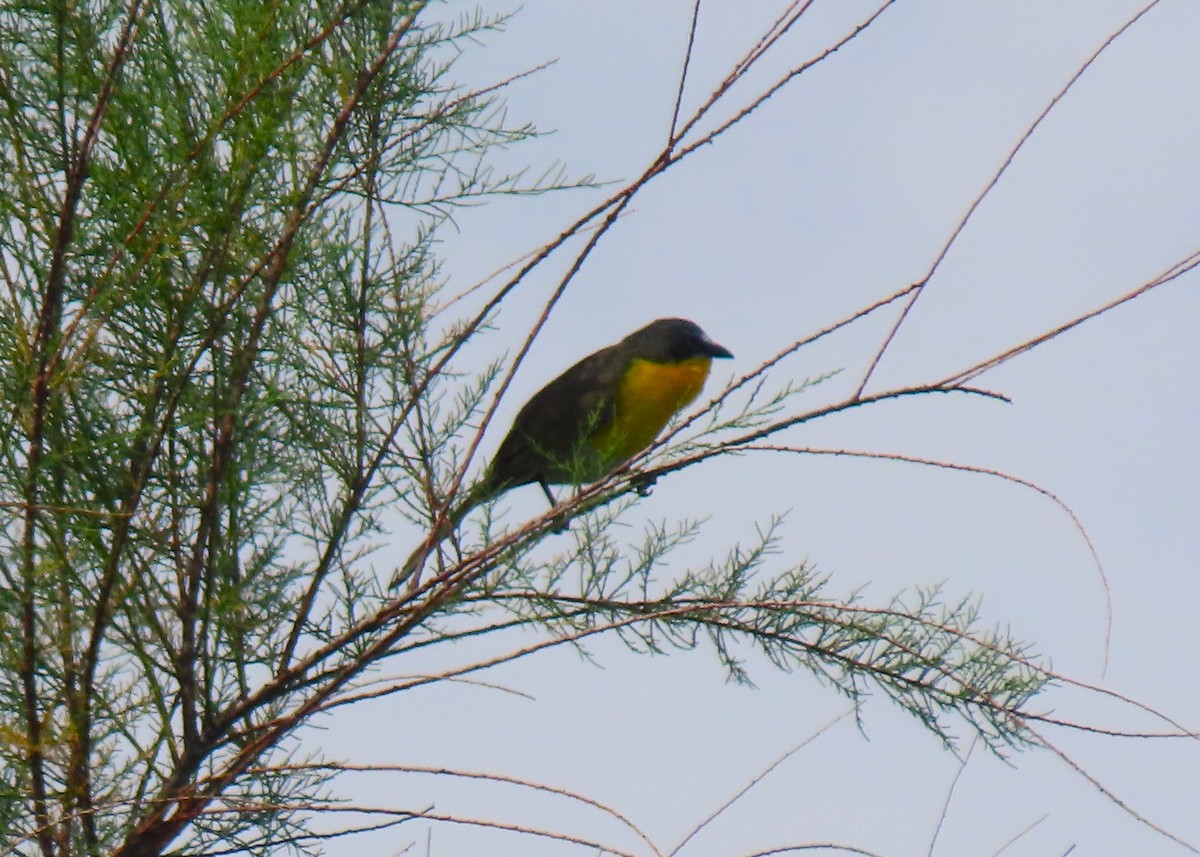 Yellow-breasted Chat - ML619306244