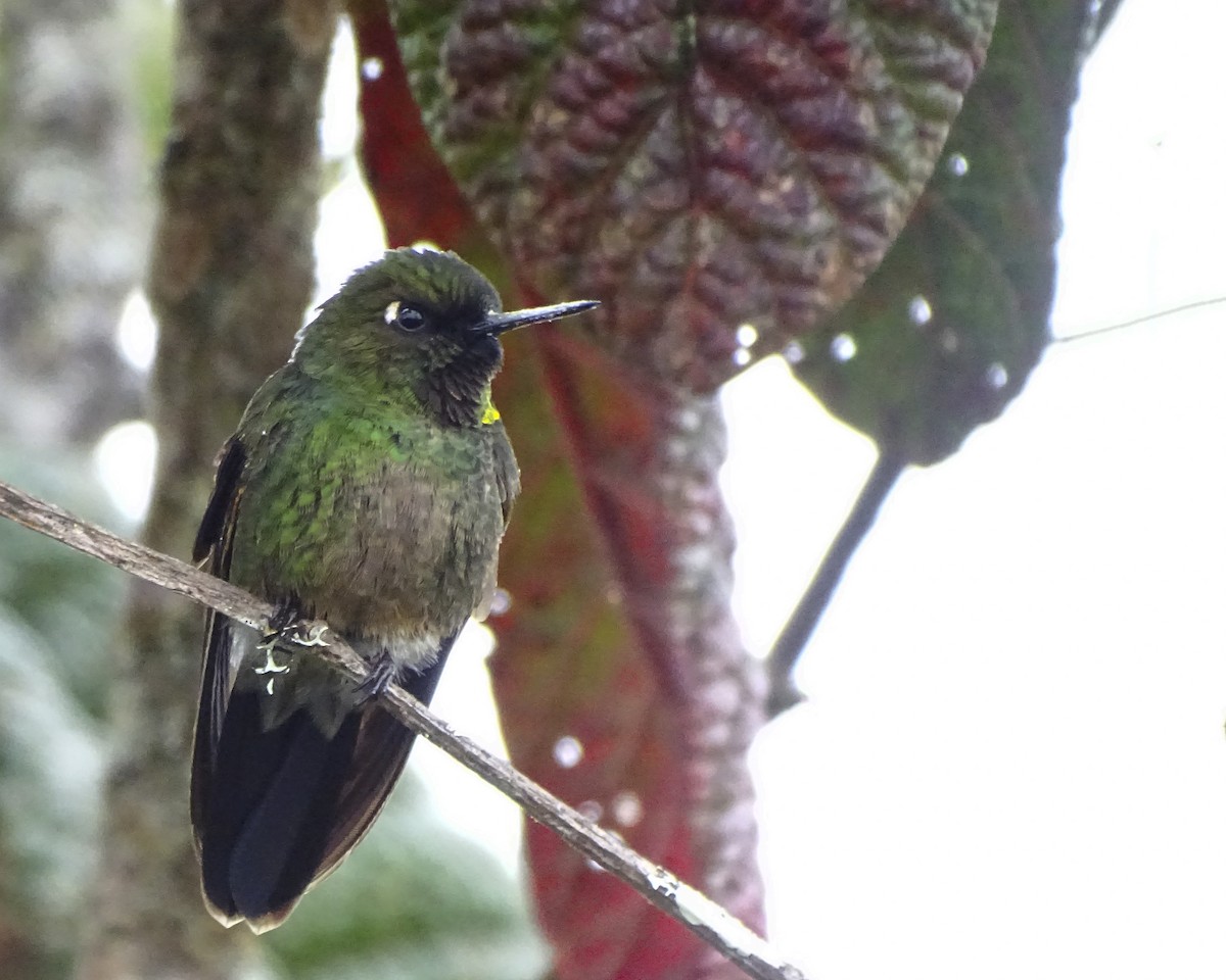 Colibrí Lucero - ML619306246