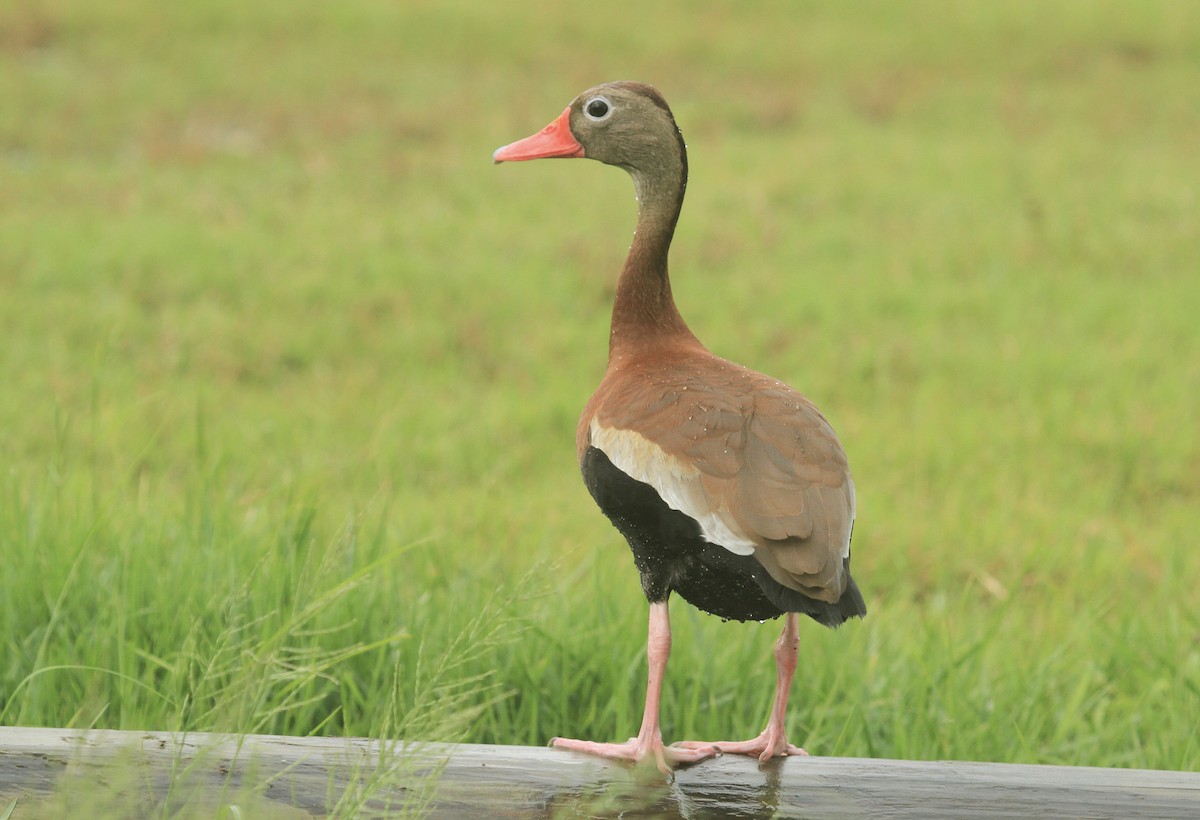 Dendrocygne à ventre noir - ML619306248