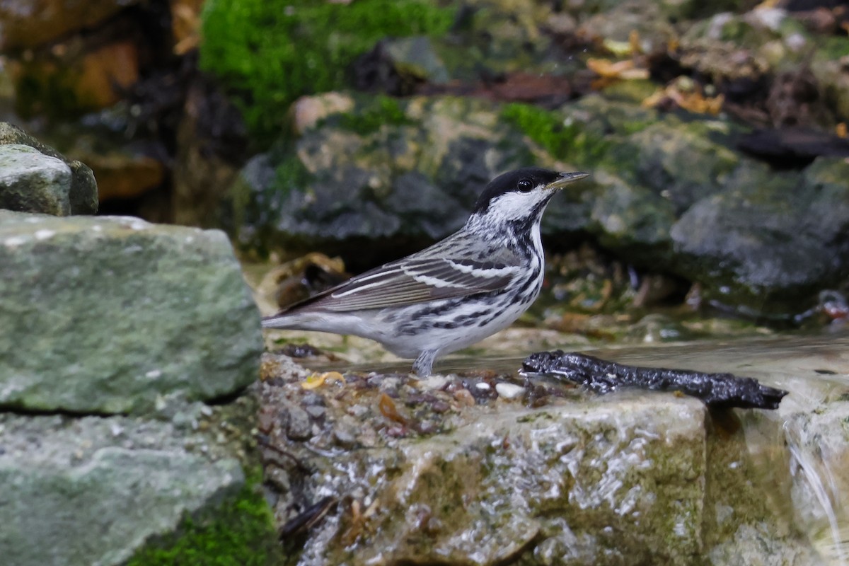 Blackpoll Warbler - ML619306253