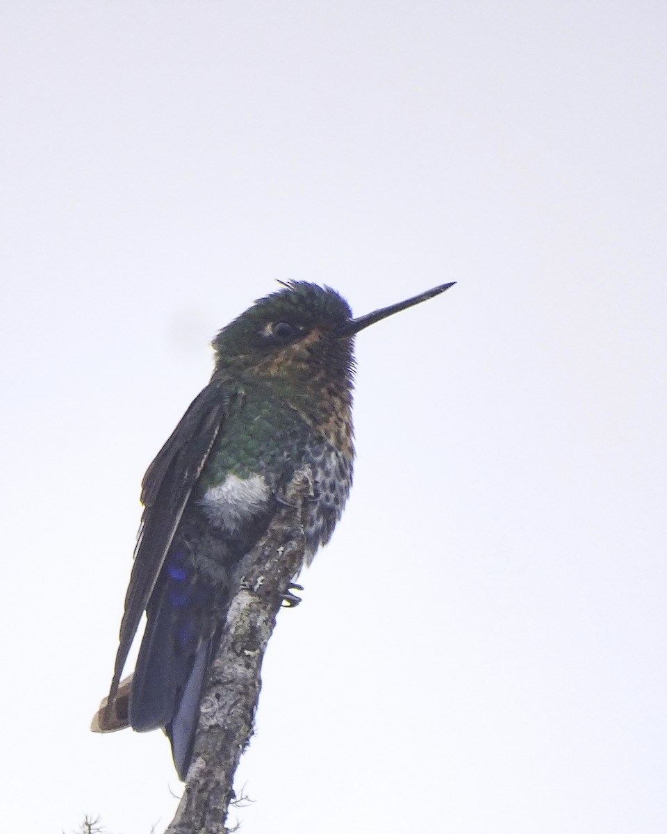 Glowing Puffleg - ML619306263