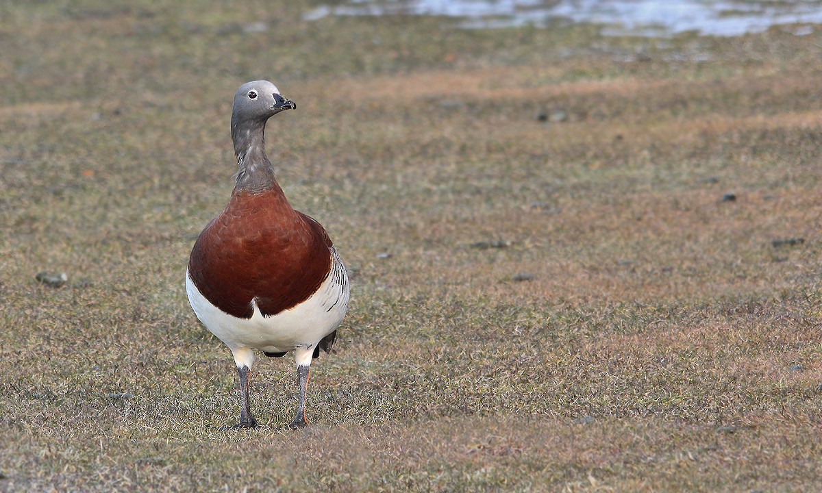 Ashy-headed Goose - ML619306279