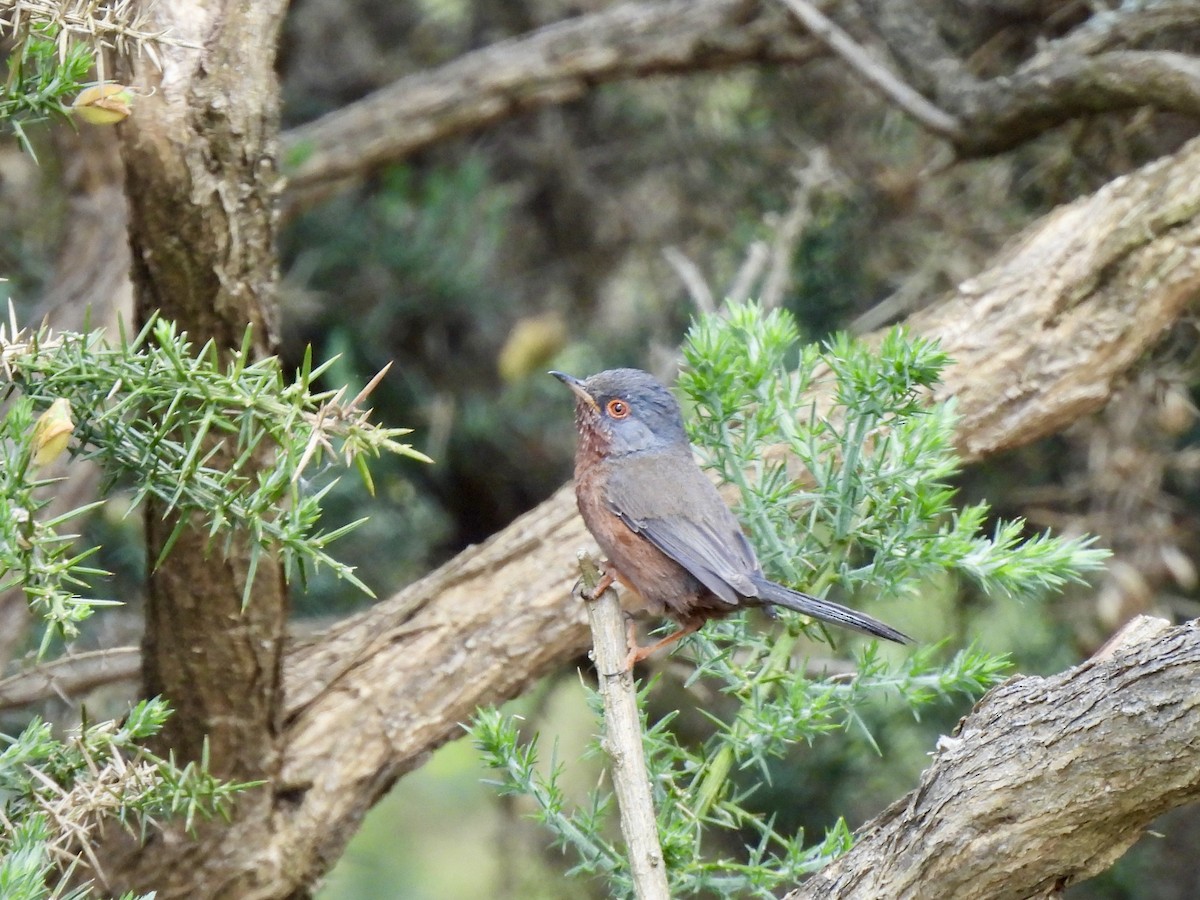 Dartford Warbler - Caroline Quinn