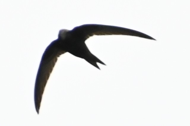 Common Swift - Sudhendra Sonawane