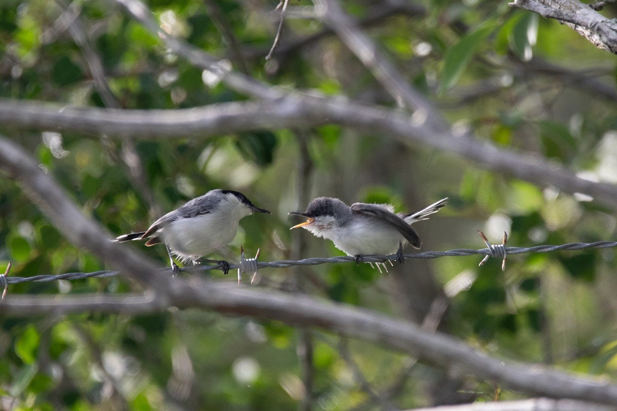 Yucatan Gnatcatcher - Tony Byrne