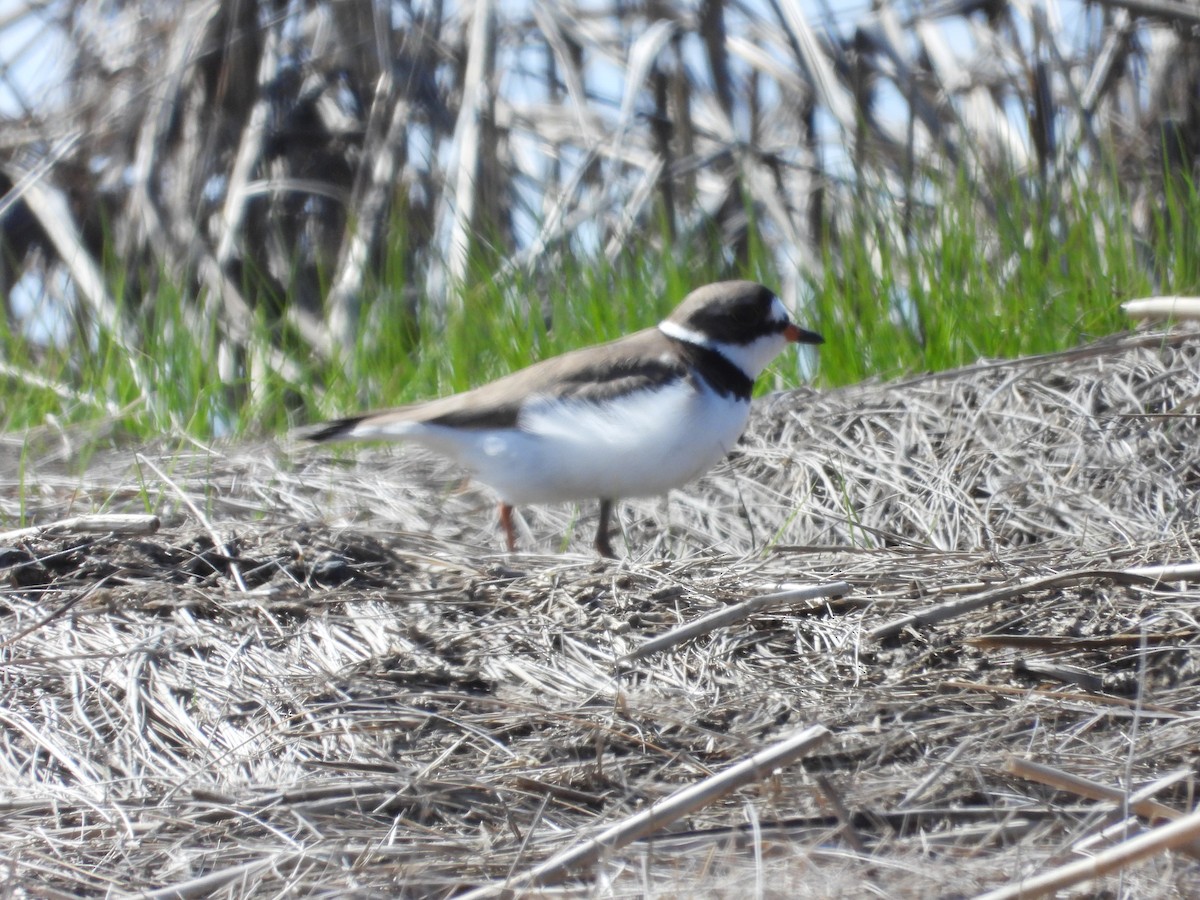 Semipalmated Plover - ML619306366