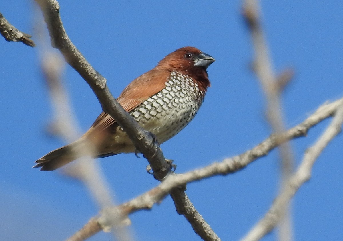 Scaly-breasted Munia - Mark Stacy