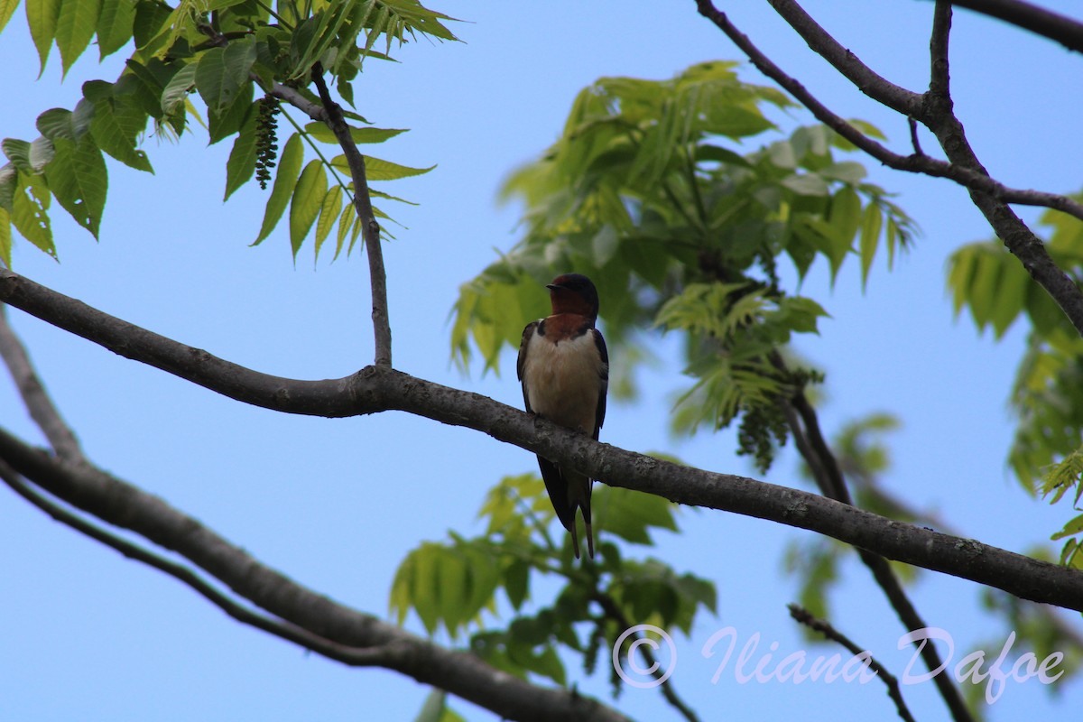 Golondrina Común - ML619306384