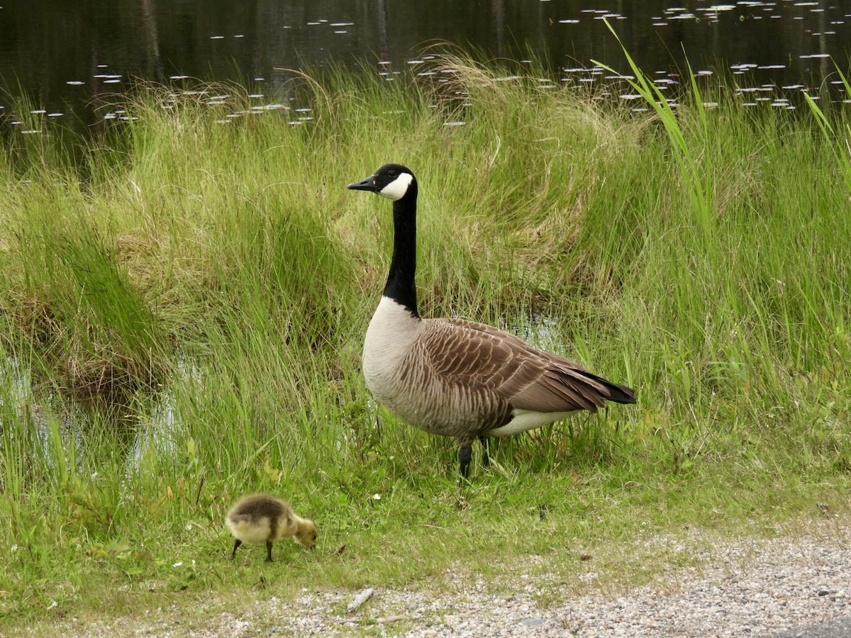 Canada Goose - ML619306405