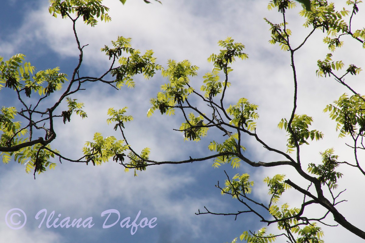 Cerulean Warbler - Iliana Dafoe
