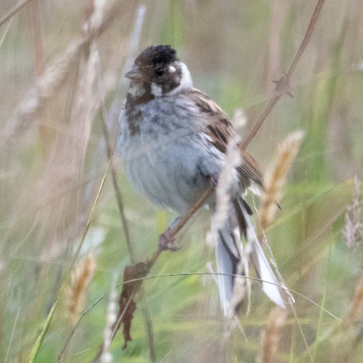 Reed Bunting - Peter North