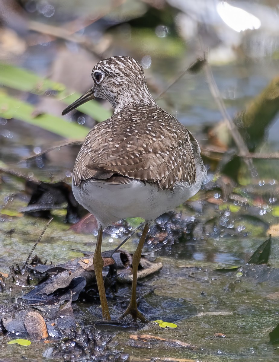 Solitary Sandpiper - Paul  Bueren