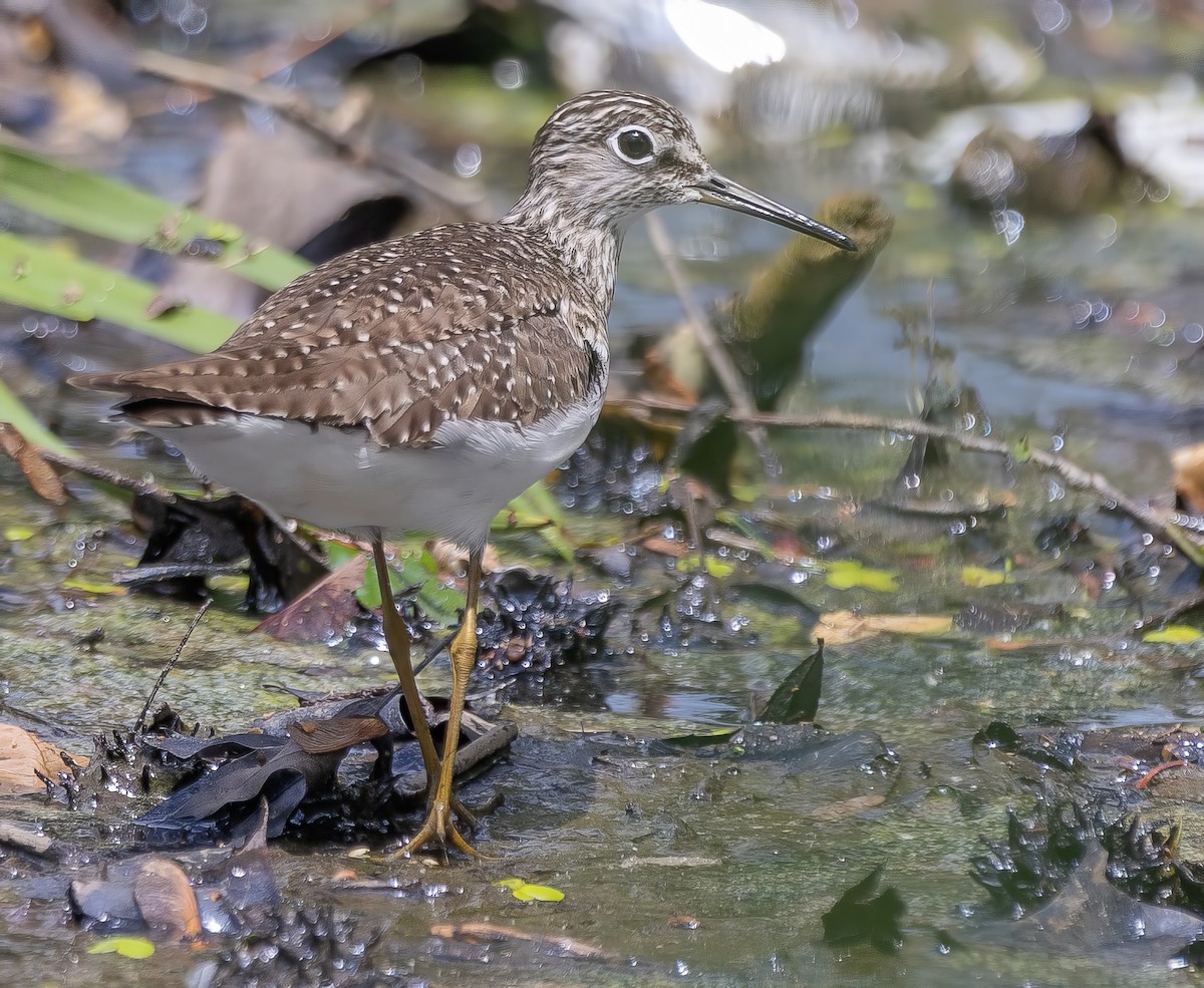 Solitary Sandpiper - Paul  Bueren