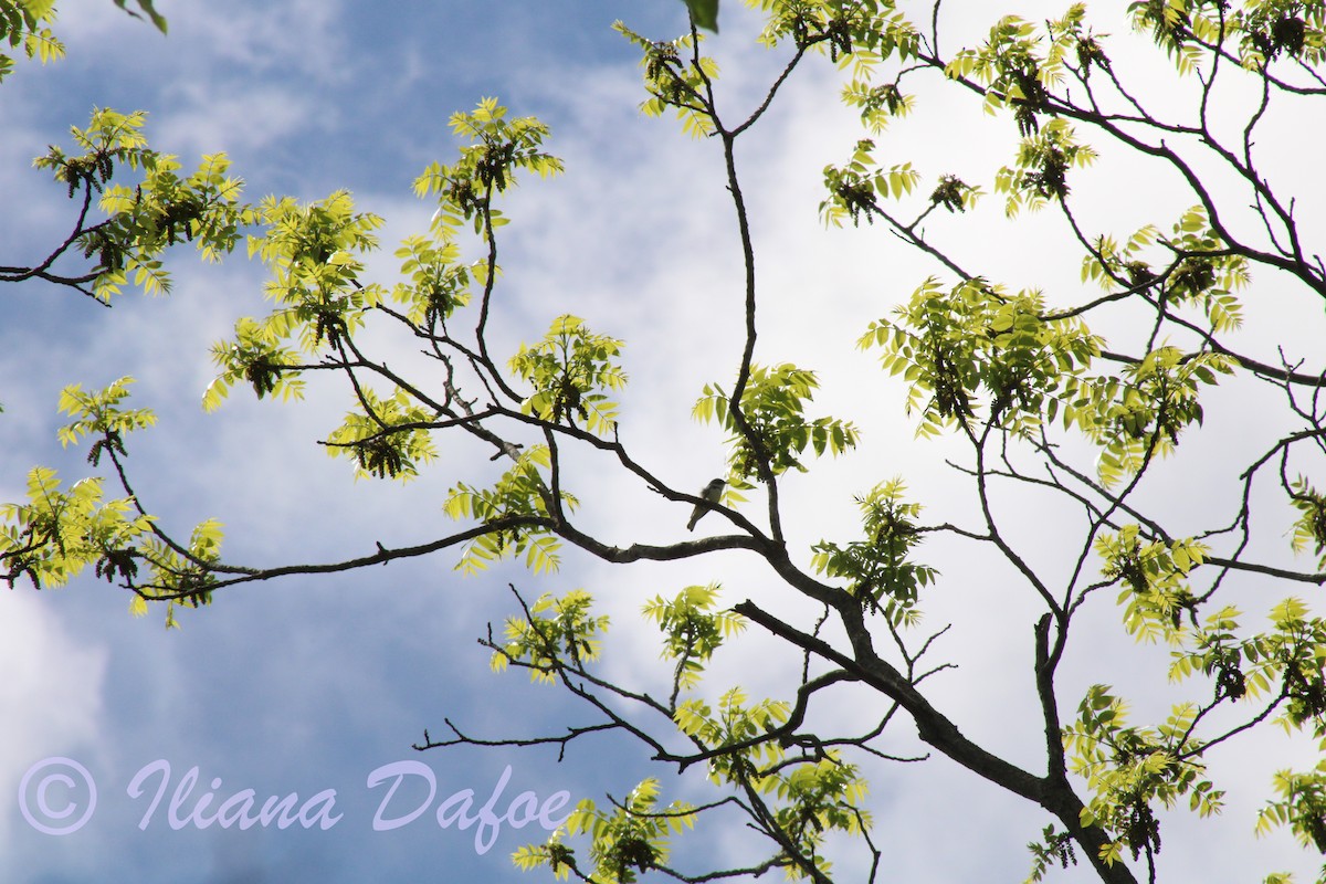 Cerulean Warbler - Iliana Dafoe