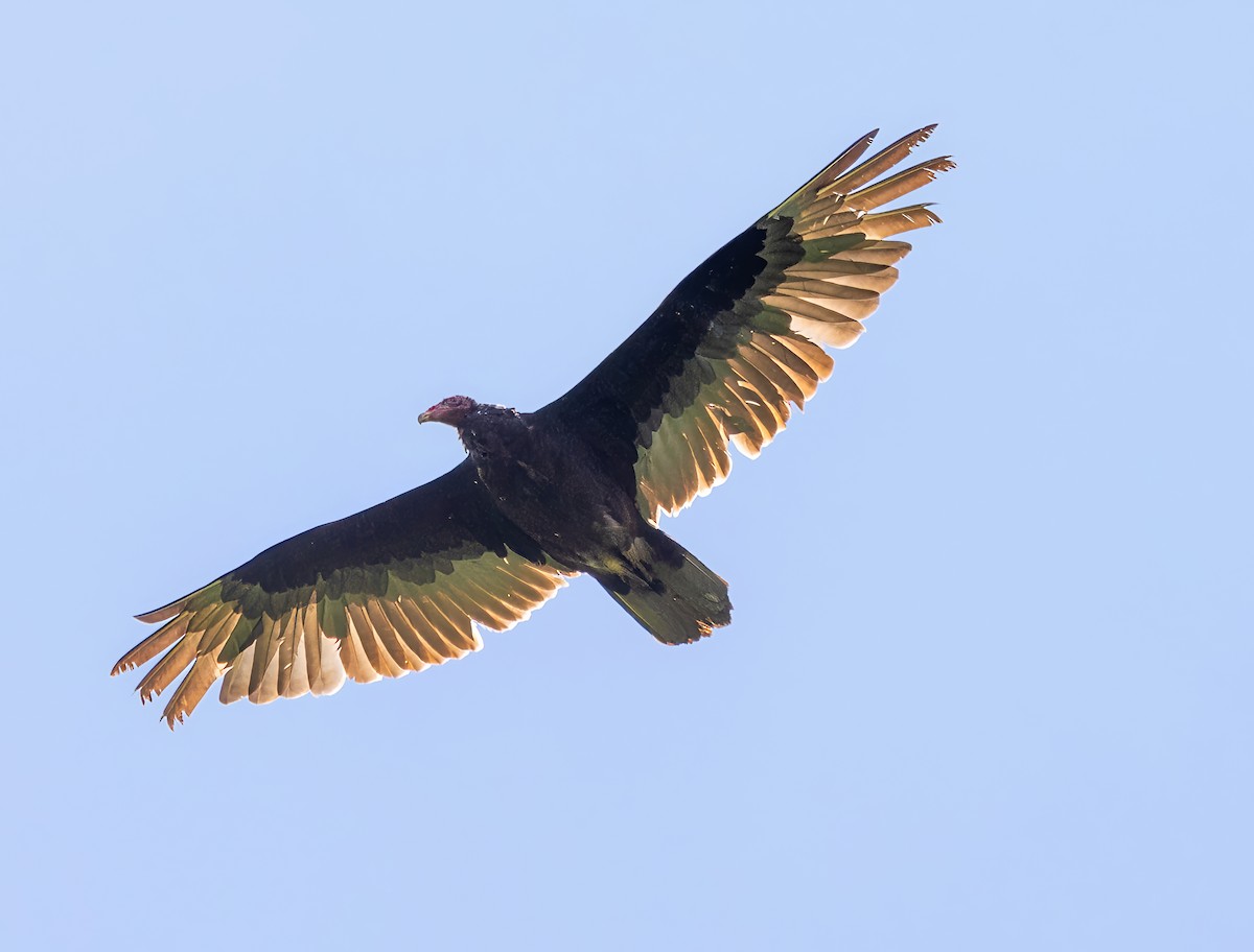 Turkey Vulture - ML619306435