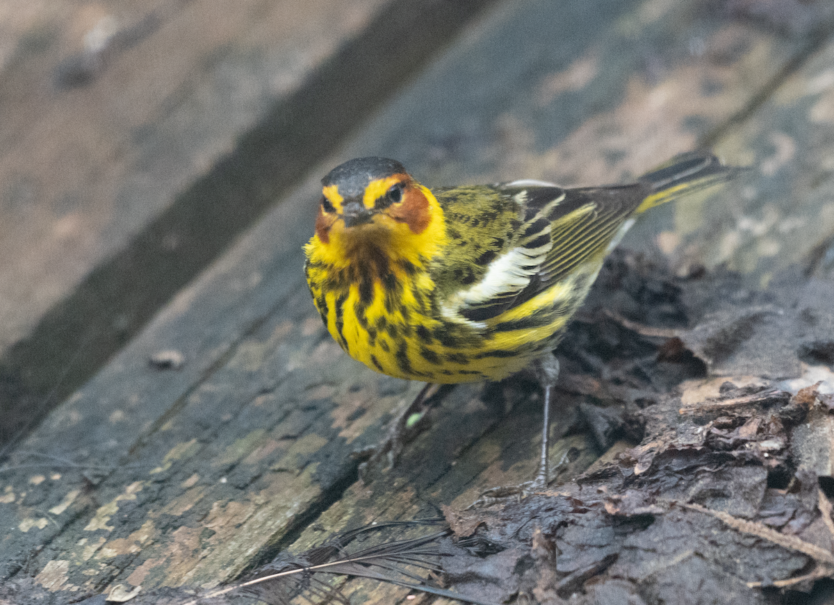 Cape May Warbler - ML619306437