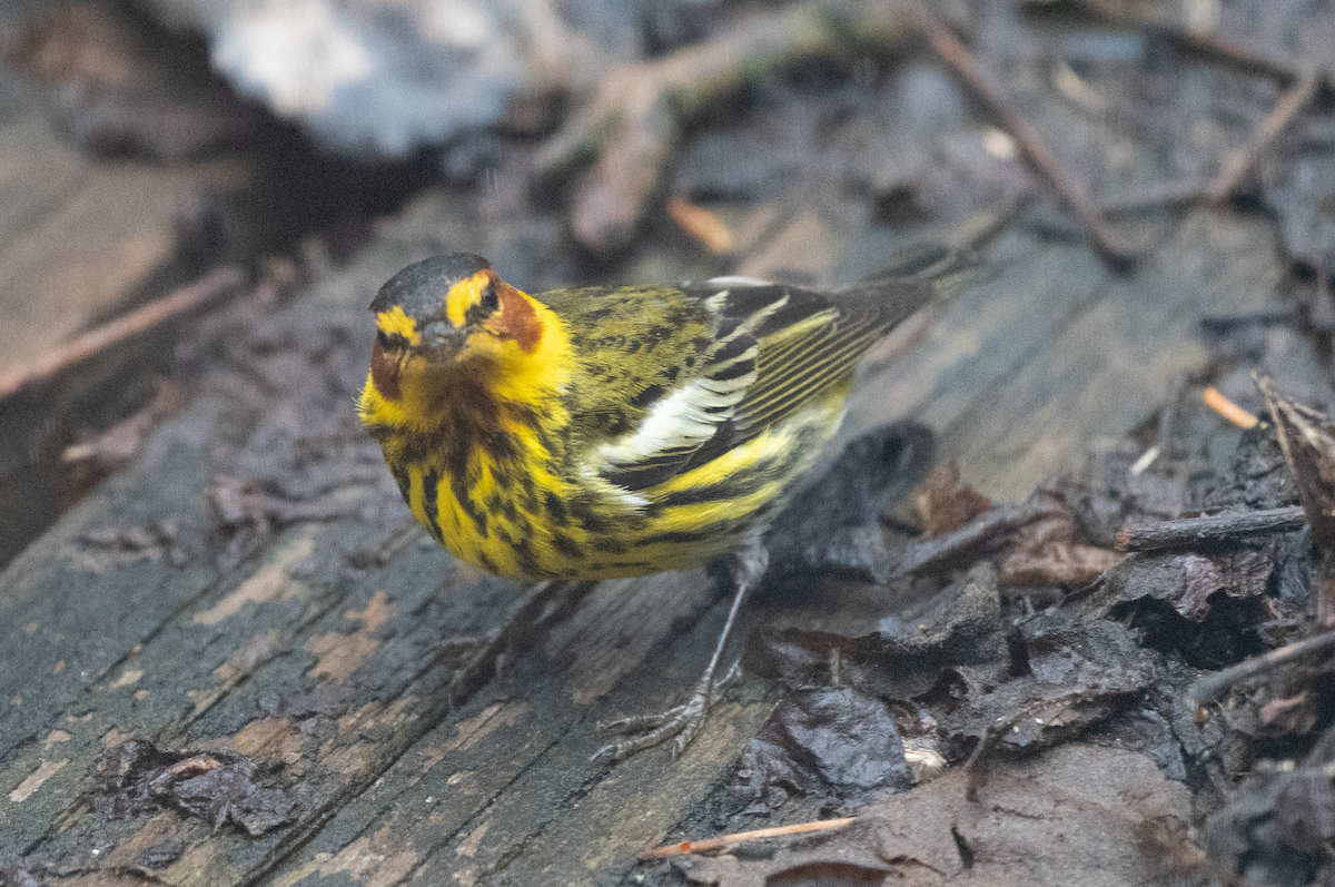Cape May Warbler - Jeff  Bahls