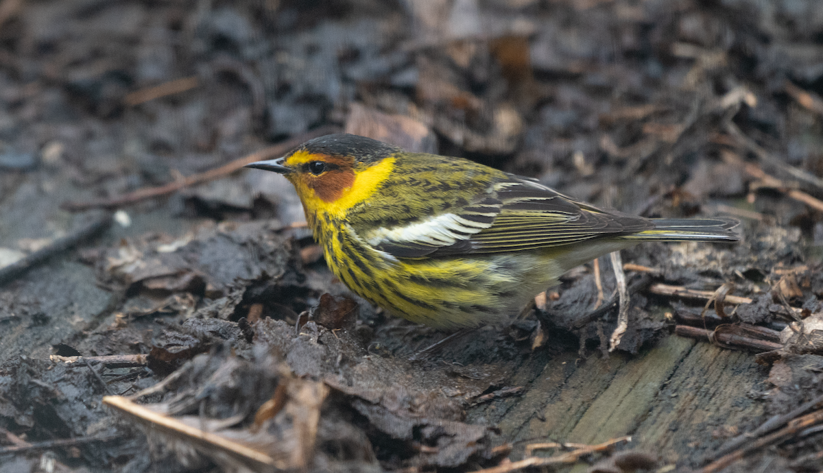 Cape May Warbler - ML619306439