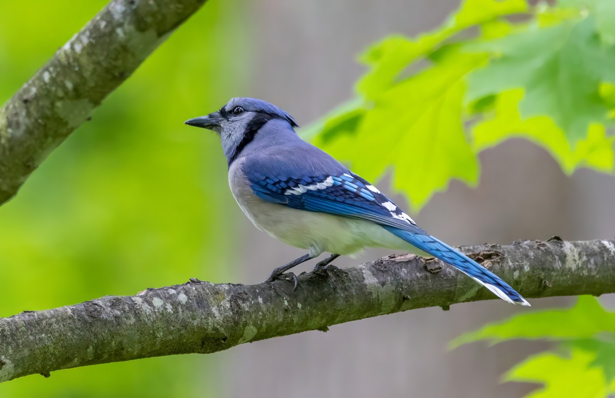 Blue Jay - ML619306448