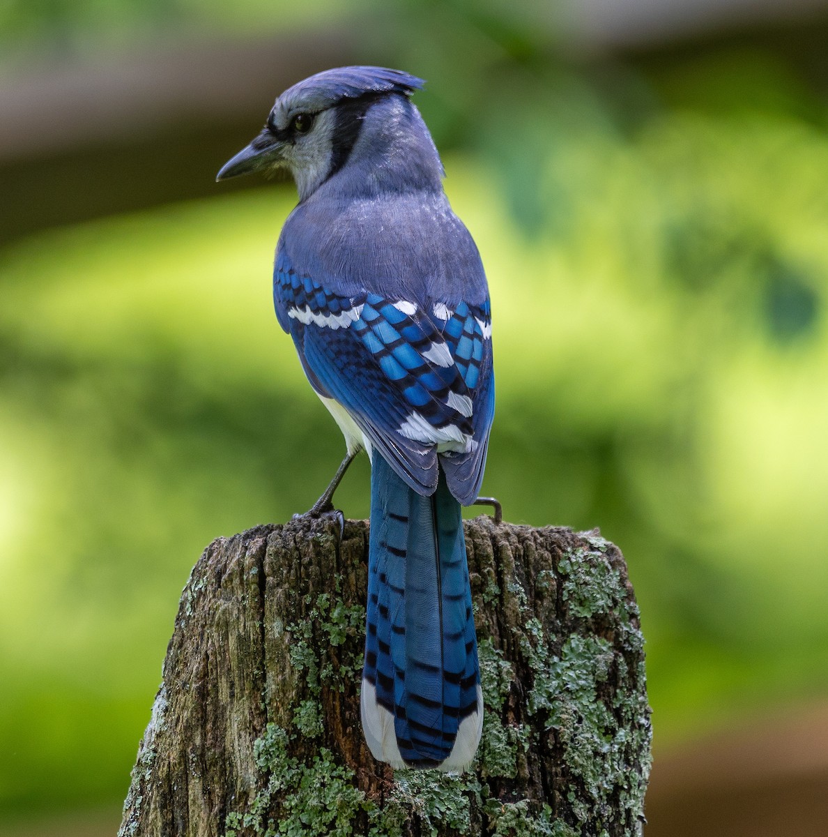 Blue Jay - ML619306449